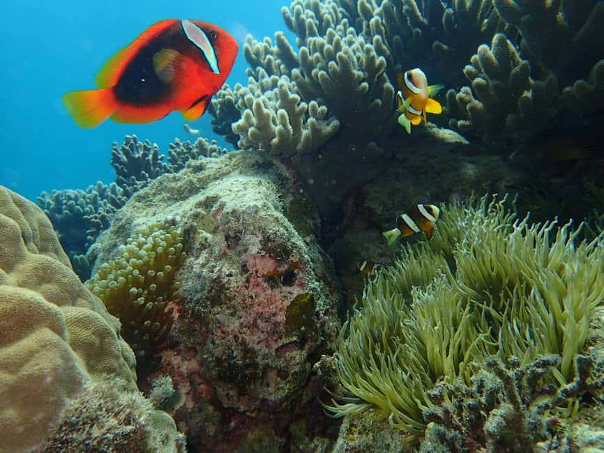 image n.1 of Half-Day Snorkeling Trip to Kerama activity in Okinawa, uploaded by supplier