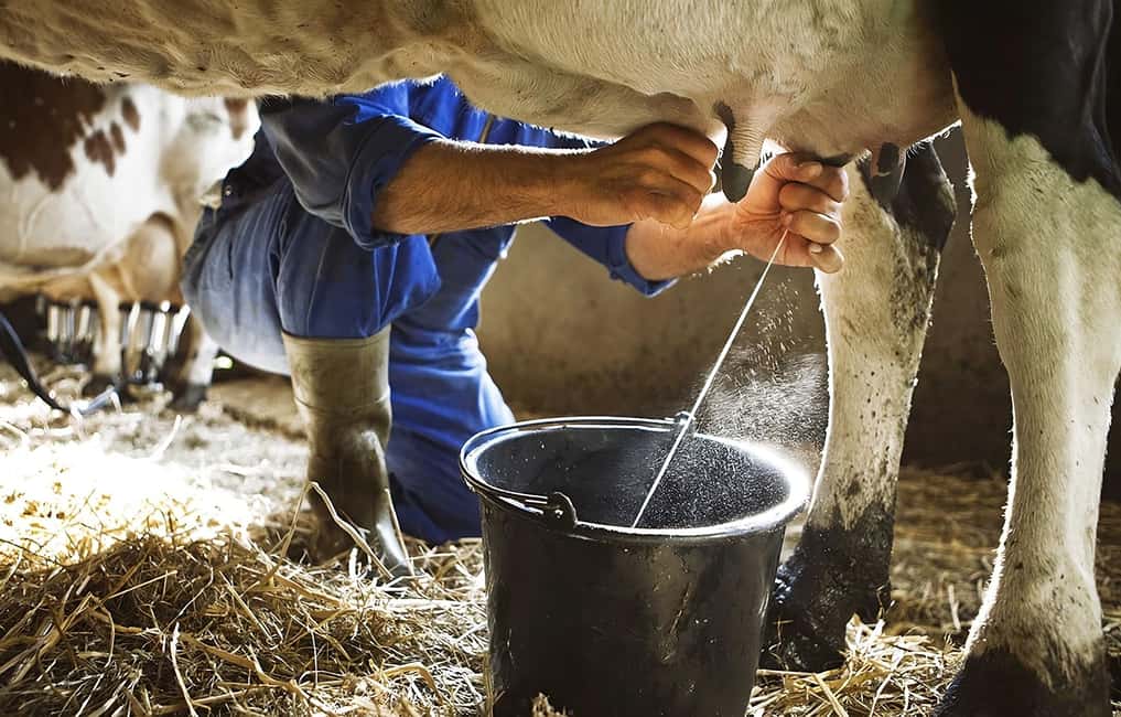 image n.1 of Amalfi: Milk the cows, Make Pasta, Mozzarella and Tiramisù! activity in Furore, uploaded by supplier