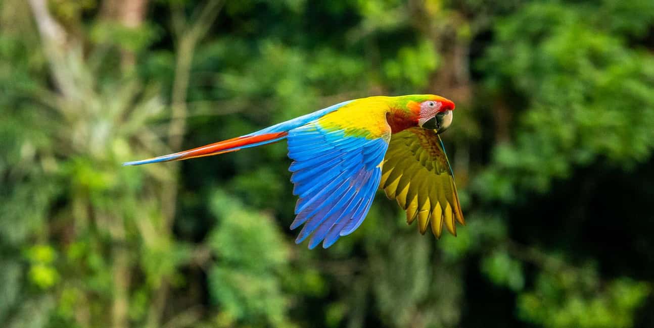 image n.80 of Carara National Park: Best Tour Carara National Park-One Day activity in Puntarenas Province, uploaded by supplier