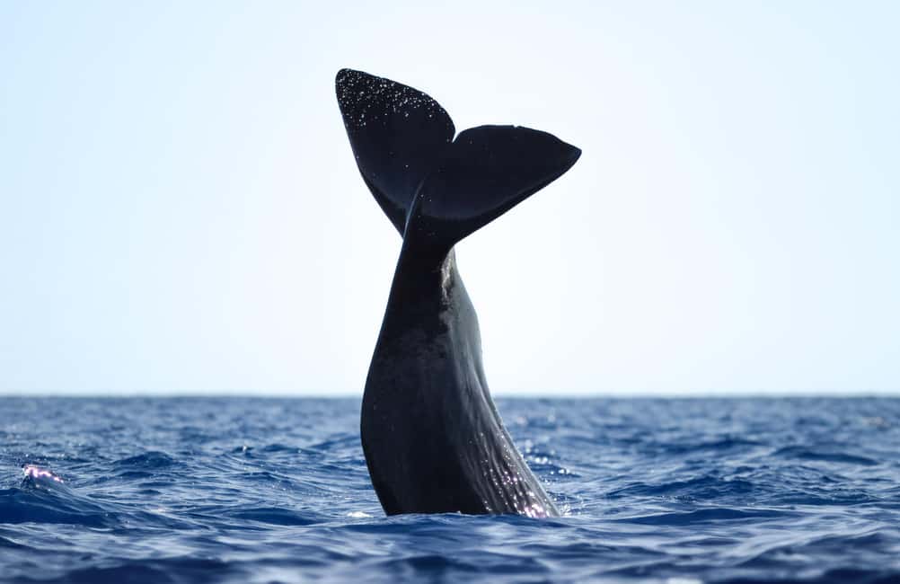 image n.1 of São Miguel: Whale-Watching Cruise with Marine Biologist activity in Ponta Delgada, uploaded by supplier