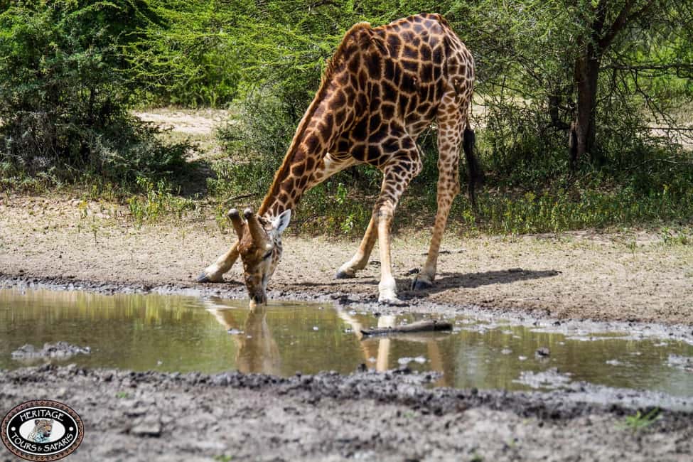 image n.23 of Hluhluwe-Imfolozi: Big 5 Full or Half-Day Safari activity in Hlabisa, uploaded by supplier