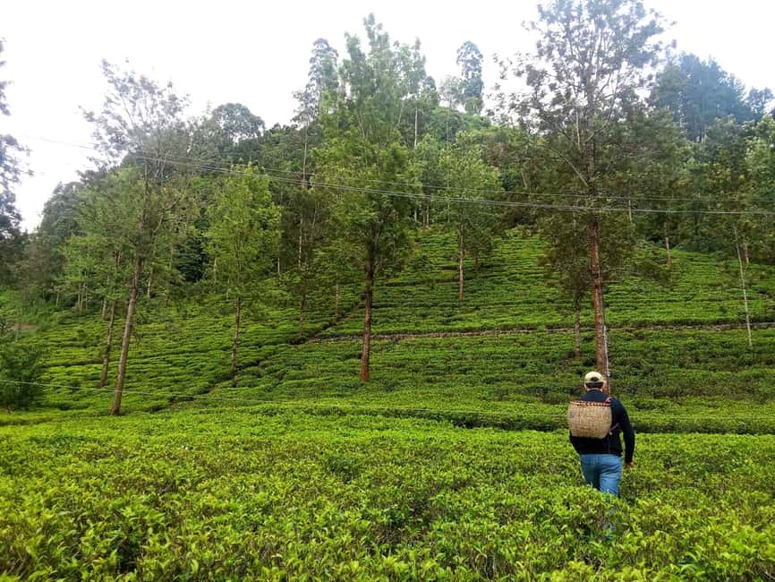 image n.24 of Nuwara Eliya Full day: 5Waterfalls, 2Tea Test & pick by TUK activity in Nuwara Eliya, uploaded by supplier