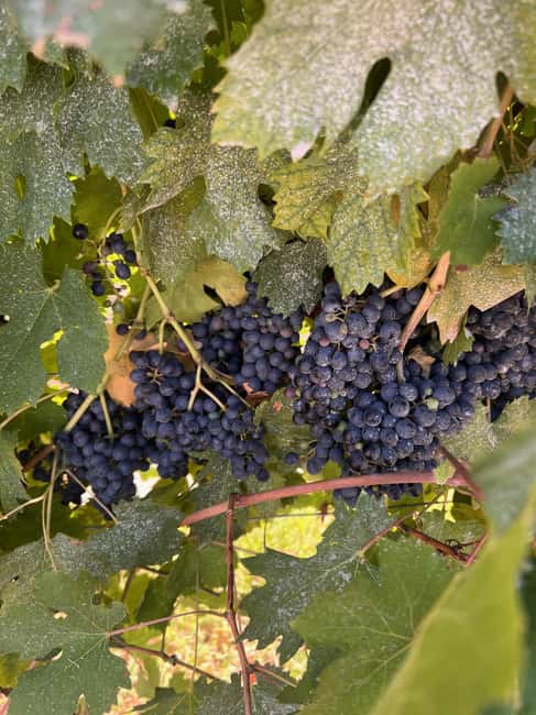 Immagine nº 7 di Il tour completo dell'Amarone: 2 cantine, pranzo e approfondimento sull'Amarone attività a Verona, caricata dal fornitore