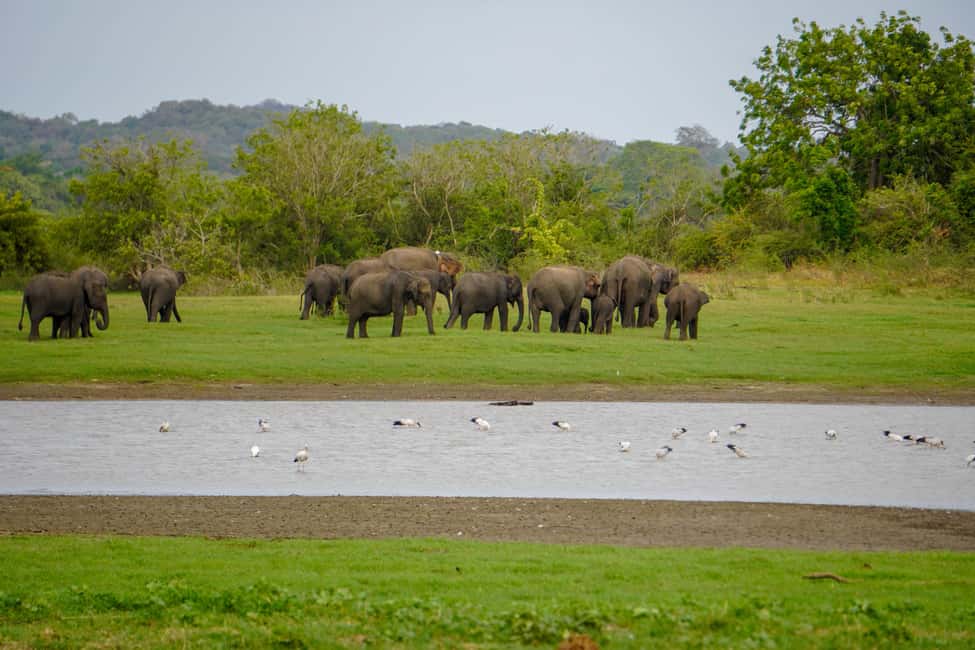 image n.8 of Kaudulla National Park Half Day Sri Lanka Jeep Safari activity in North Central Province, uploaded by supplier