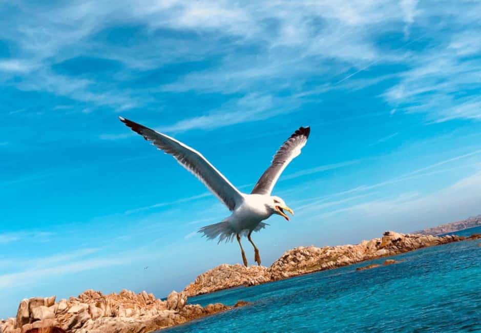 Immagine nº 17 di Da Palau: Tour in catamarano nell'Arcipelago di La Maddalena attività a Sardegna, caricata dal fornitore