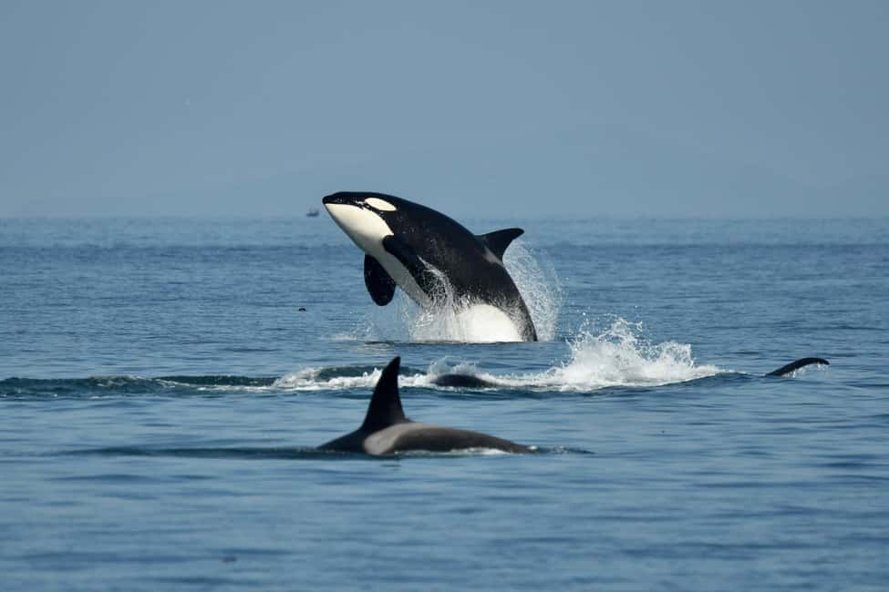 image n.2 of Anacortes: Full Day Whale/Wildlife Tour; Friday Harbor Stop activity in Anacortes, uploaded by supplier