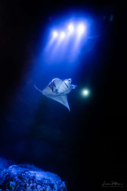 image n.2 of Kailua Kona: Manta Ray Night Snorkel Tour with Guide activity in Captain Cook, Hawaii, uploaded by supplier