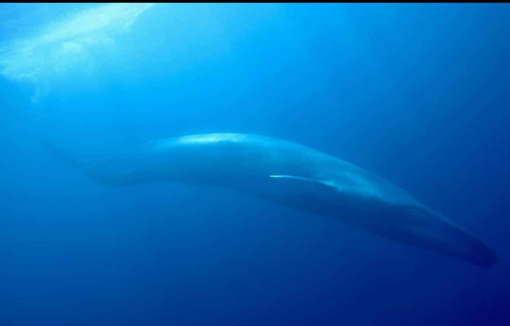 image n.10 of Trincomalee: Whales & Dolphin Watching Tours activity in Nilaveli, uploaded by supplier