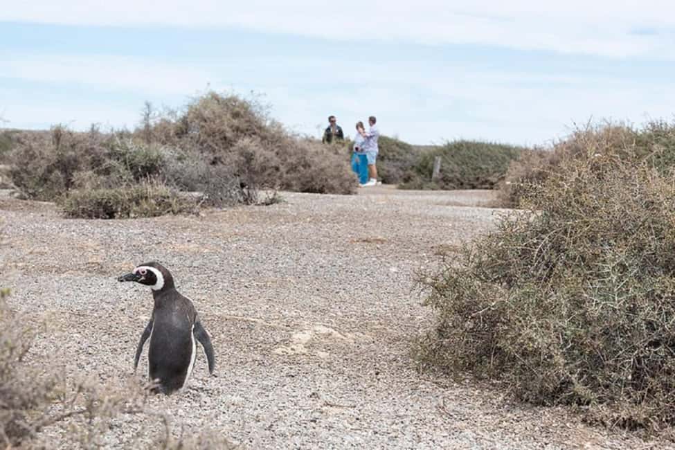 image n.5 of Cruise Shore Exc. Ea San Lorenzo (Penguins) Lunch Included activity in Argentina, uploaded by supplier