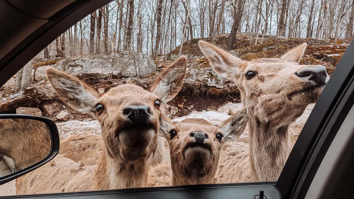 imagem n.21 de Otava: Safari privado de aventura na vida selvagem no Parc Omega atividade em Montebello, carregada pelo fornecedor