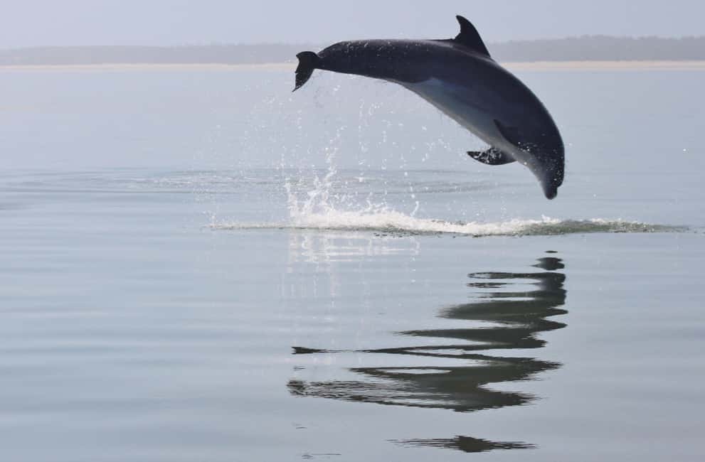 image n.3 of Setúbal: Dolphin Watching Boat Tour activity in Lisbon District, uploaded by supplier