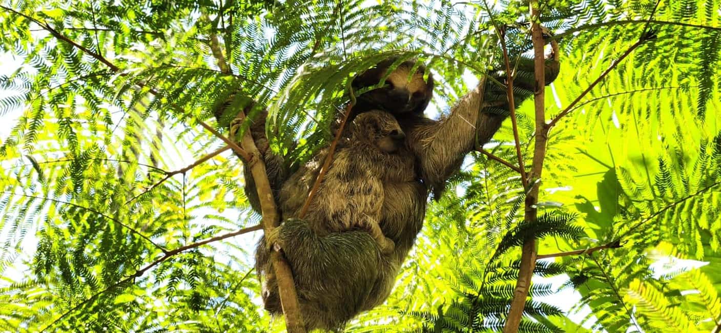 Immagine nº 10 di Guanacaste: gita di un giorno alla foresta pluviale, ai bradipi e alla natura con pranzo attività a Alajuela, caricata dal fornitore