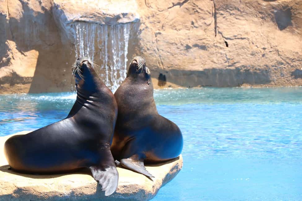 image n.2 of Benalmadena: Selwo Marina Admission Ticket activity in Benalmadena, uploaded by supplier