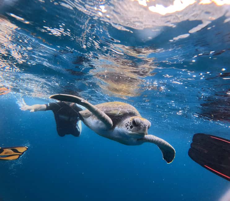 Obraz nr 11 z atrakcji Teneryfa: wycieczka snorkelingowa w siedlisku żółwi w Adeje, przesłany przez organizatora