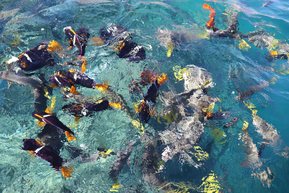 image n.10 of Los Cabos: Day Tour with Lunch, Tequila, Candy and Chocolate activity in Cabo San Lucas, uploaded by supplier