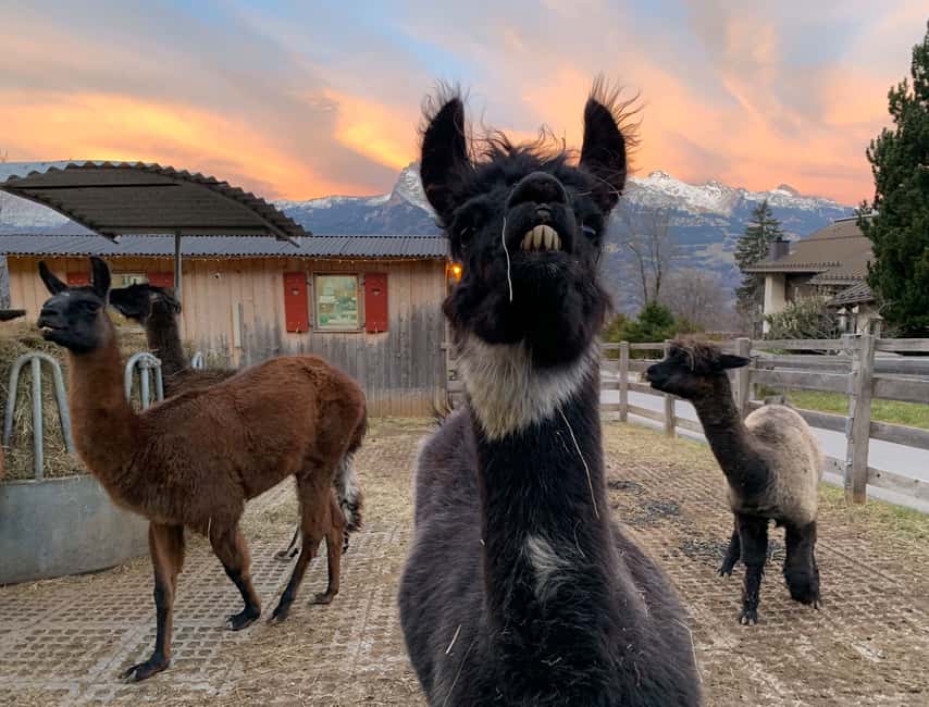 Bild Nr. 12 von Triesenberg: Spaziergang mit Lamas in den Bergen Aktivität in Triesenberg, hochgeladen vom Anbieter