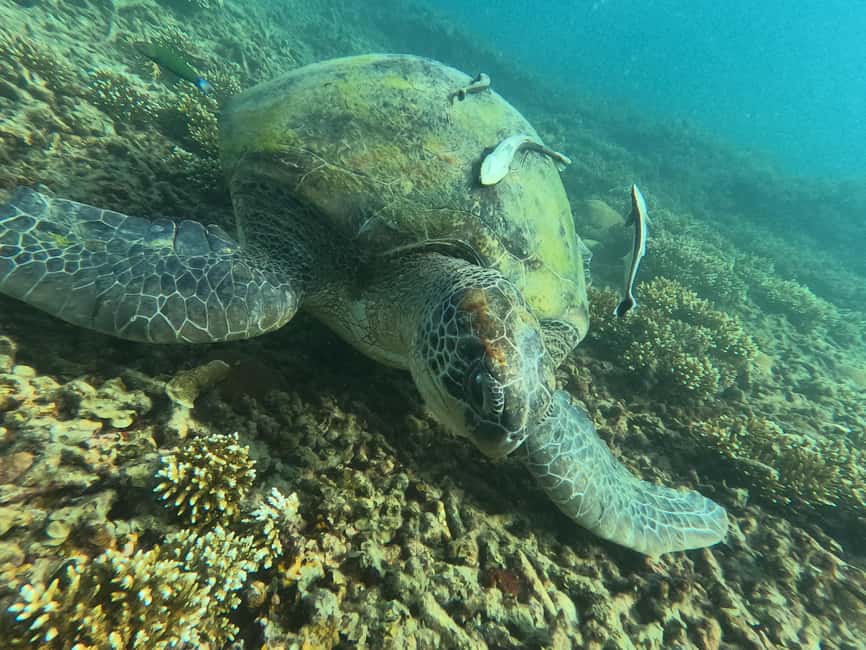 billede nr.5 af aktiviteten Koh Tao: Koh Nangyuan & Hidden Bays snorkeltur med frokost i Thailandbugten, uploadet af udbyder