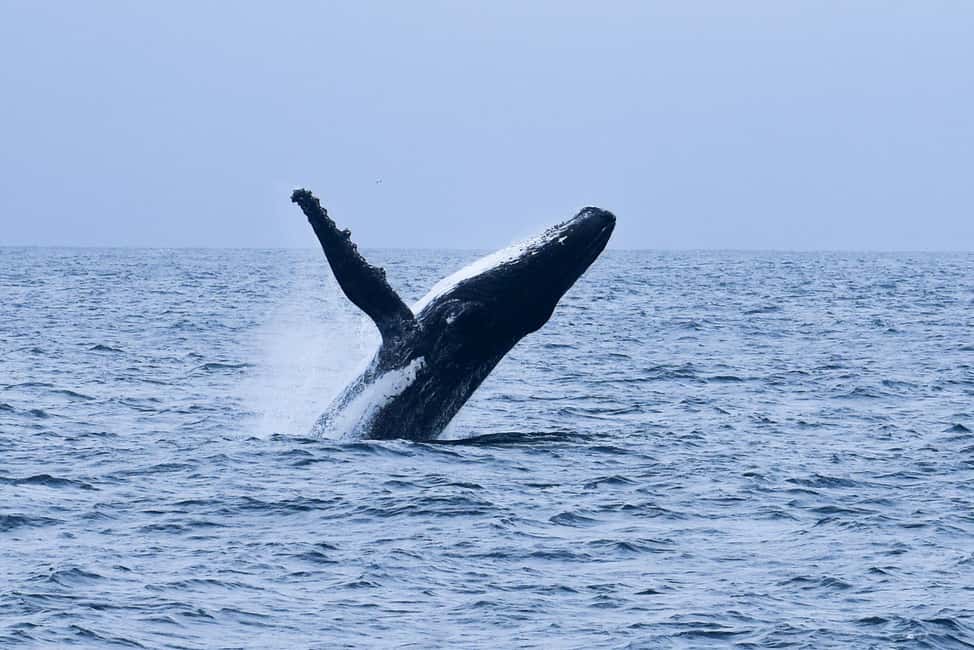 image n.3 of Trincomalee: 3-Day Luxury Escape with Whale Watching activity in Trincomalee, uploaded by supplier