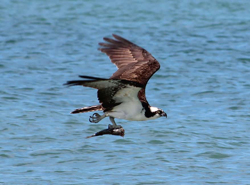 imagen n.º 4 de Eco-Tour Privado de 2 Horas actividad en Islamorada, subida por el proveedor