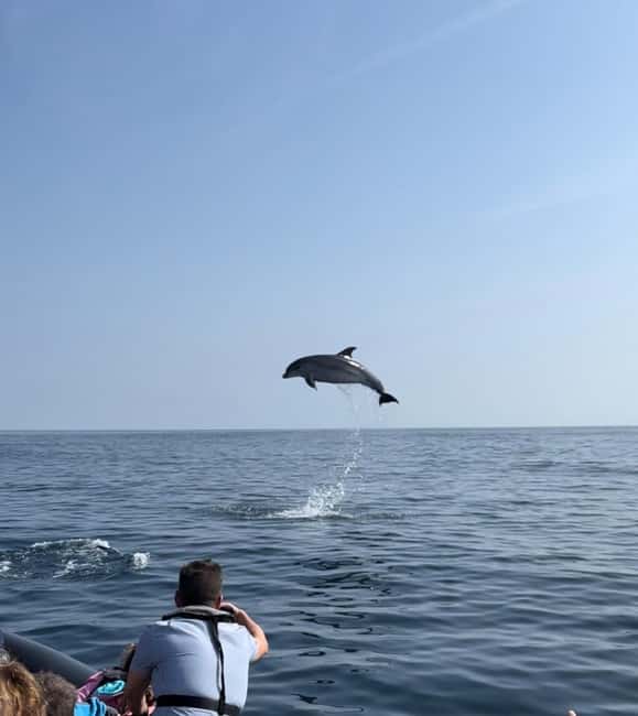 Bild Nr. 1 von Faro: Delfin- und Wildtierbeobachtung im Atlantischen Ozean Aktivität in Algarve, hochgeladen vom Anbieter