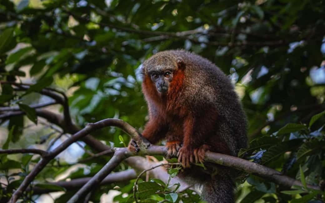 image n.6 of From Iquitos: Full day tour in the Peruvian jungle activity in Huanuco Region, uploaded by supplier