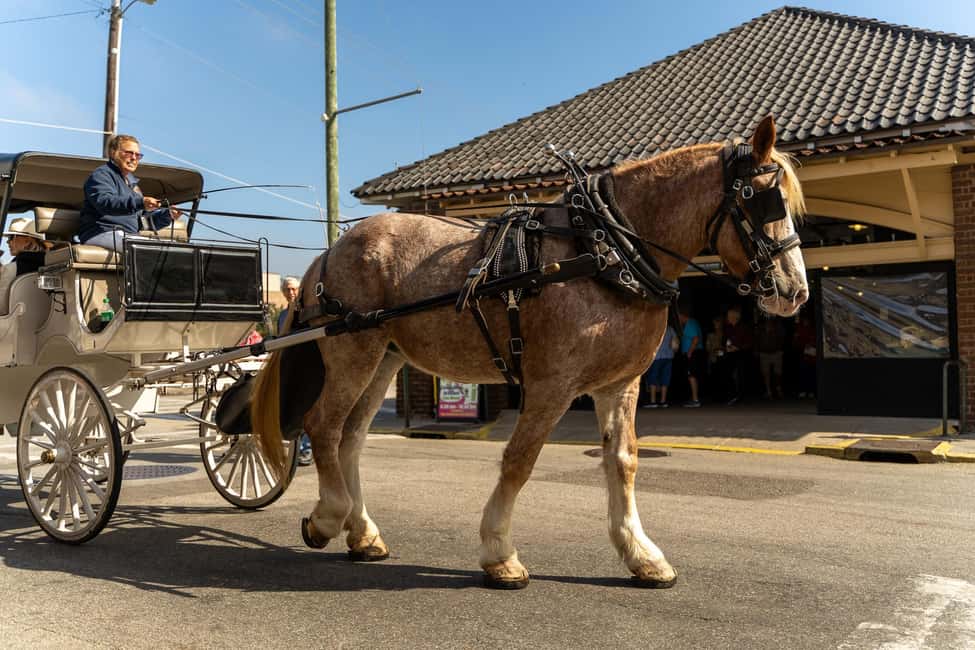 image n.5 of Charleston, SC: Private Daytime Horse-Drawn Carriage Ride activity in Charleston, uploaded by supplier