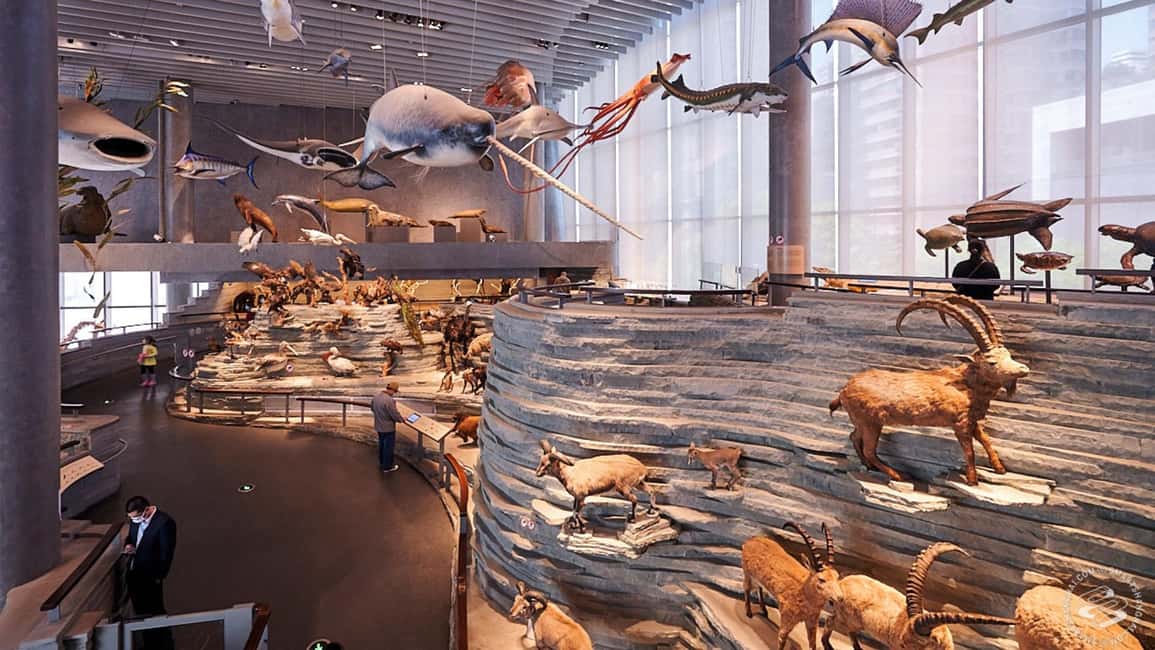 Image N°2 de Shanghai : Musée d'histoire naturelle Billet d'entrée activité à Shanghaï, publiée par le prestataire