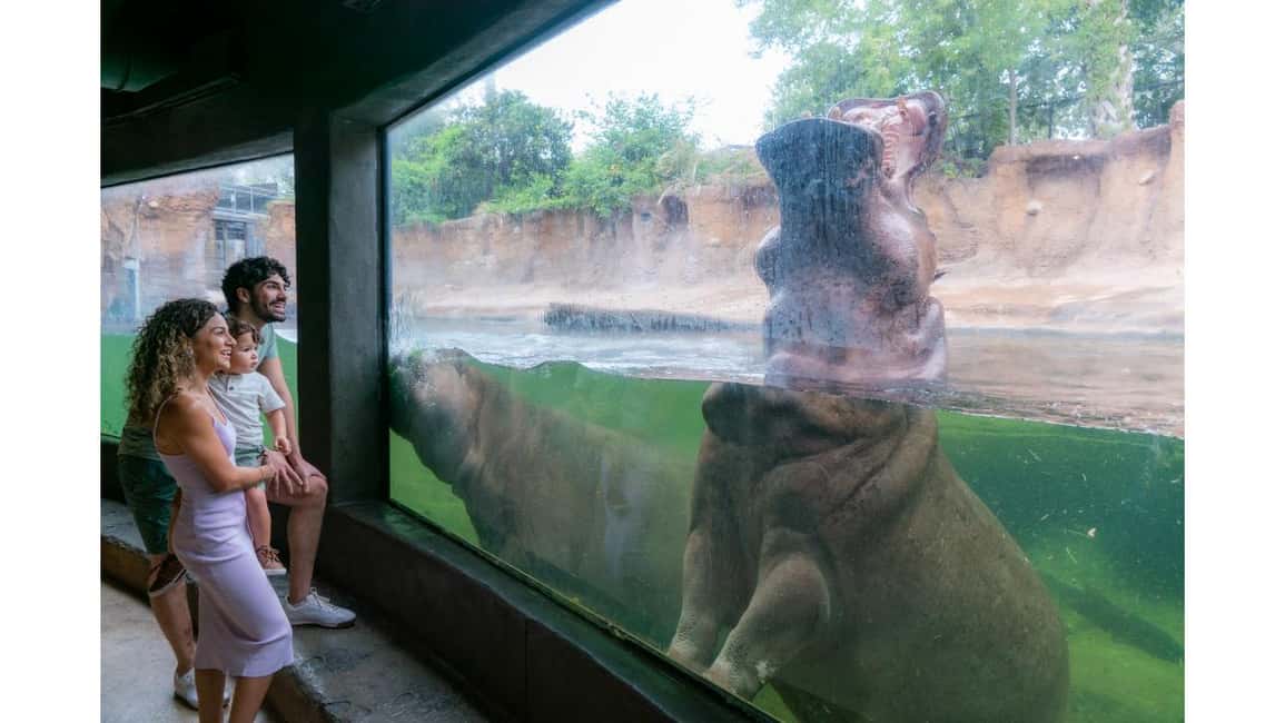 image n.21 of San Antonio: San Antonio Zoo Any Day Ticket activity in San Antonio, uploaded by supplier