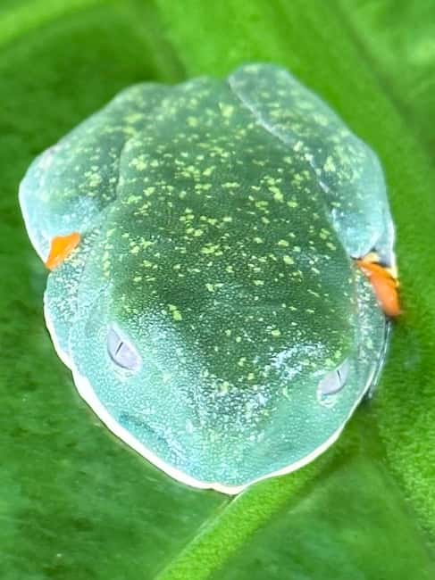 Immagine nº 15 di Guanacaste: Santuario dei bradipi e avventura alle cascate attività a Provincia di Limón, caricata dal fornitore