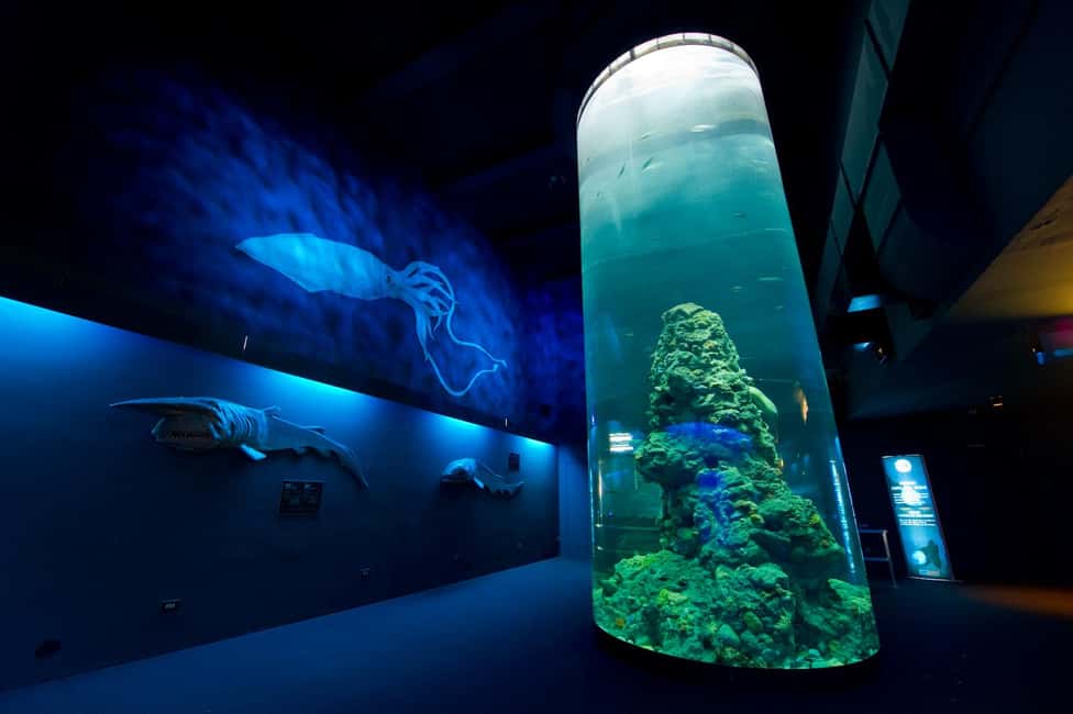 Image N°6 de Aquarium de Gênes + Focaccia activité à Gênes, publiée par le prestataire