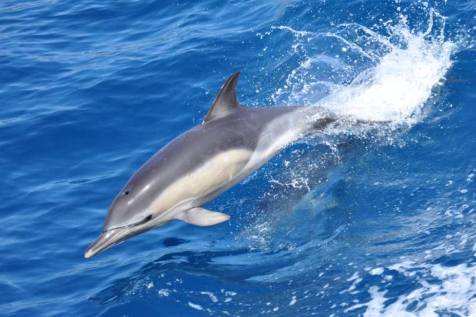 image n.2 of Gibraltar: Dolphin Watching Tour activity in Gibraltar, uploaded by supplier