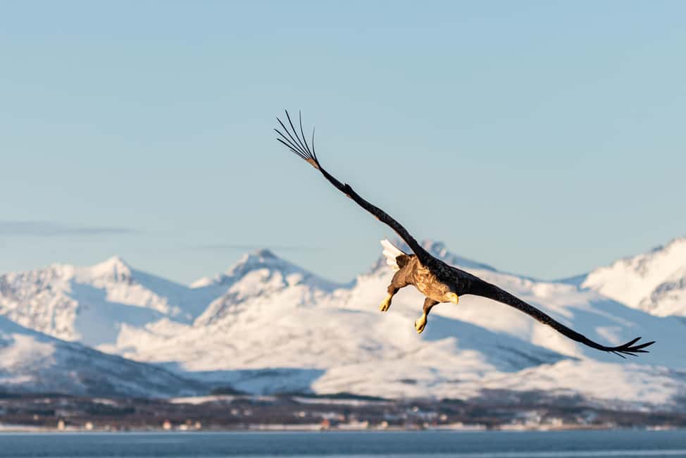 image n.25 of Tromsø’s Top-Rated Fjord & Fishing Cruise – All-Inclusive activity in Barents Sea, uploaded by supplier