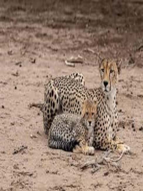 image n.10 of Best 1-day ngorongoro crater special big 5-Tanzania safari activity in Arusha (Region), uploaded by supplier