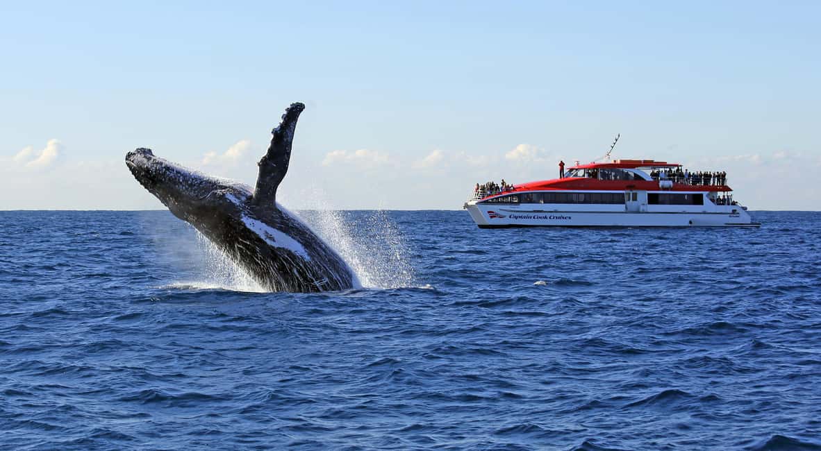 image n.1 of Sydney: Whale Watching Cruise & Wildlife Experience activity in Sydney, uploaded by supplier