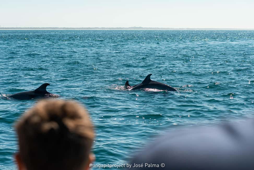 image n.7 of Setúbal: Dolphin Watching Boat Tour activity in Lisbon District, uploaded by supplier