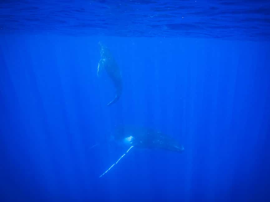 image n.6 of Tahiti island: Whale watching Experience activity in Puna'auia, uploaded by supplier