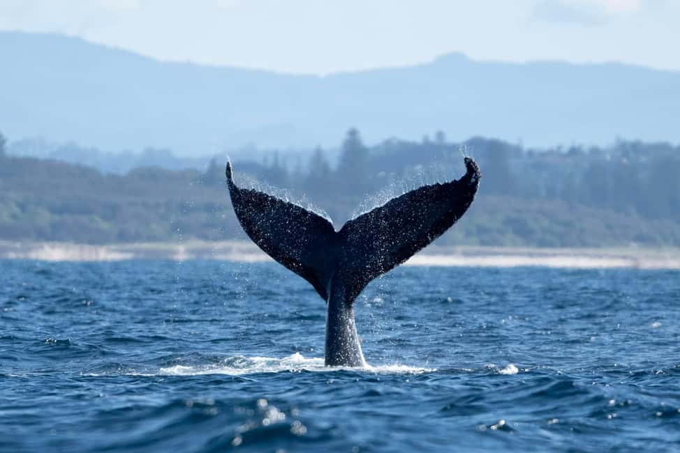 image n.11 of Byron Bay: Whale Watching Cruise with a Marine Biologist activity in New South Wales, uploaded by supplier