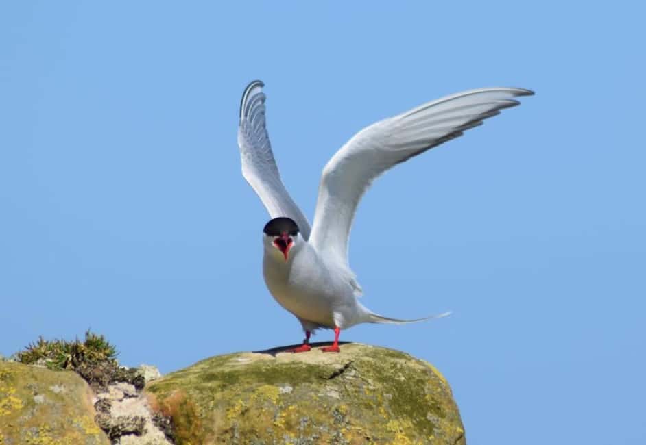 image n.4 of Seahouses: Inner Farne National Trust Bird Sanctuary Tour activity in Northumberland, uploaded by supplier