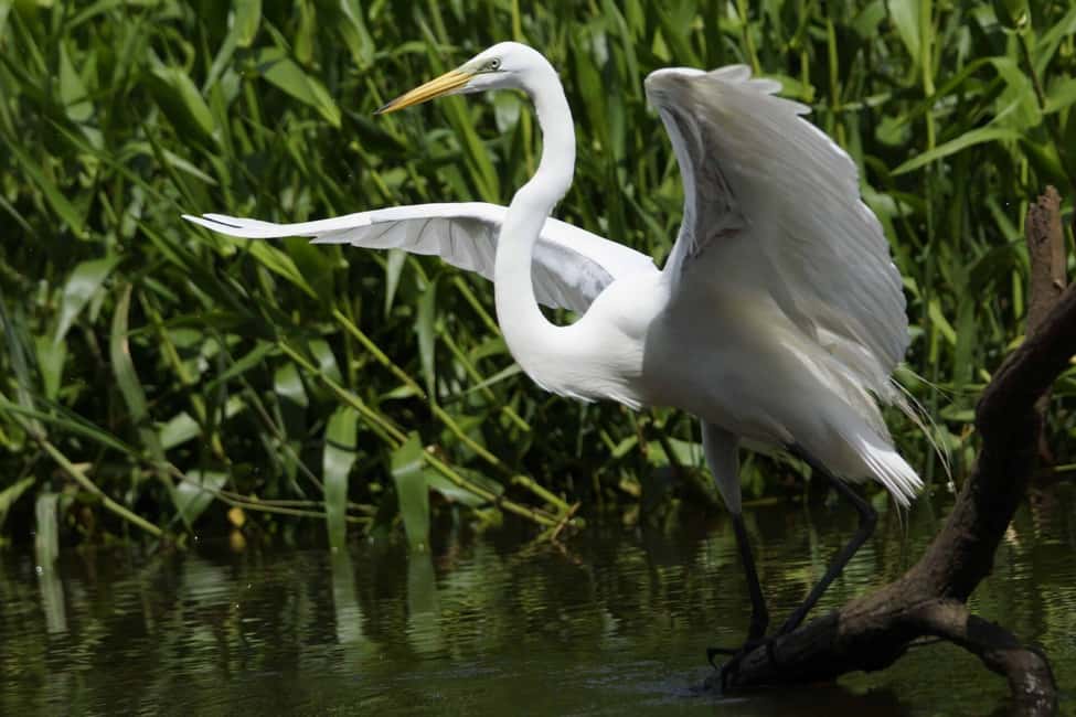 image n.57 of Carara National Park: Best Tour Carara National Park-One Day activity in Puntarenas Province, uploaded by supplier