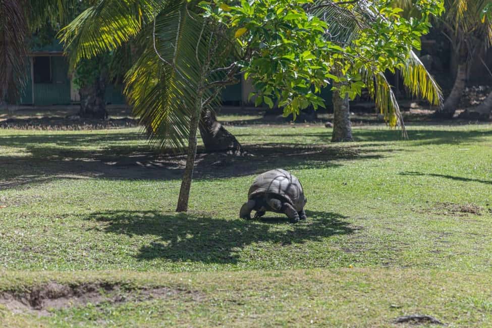 image n.15 of Praslin: Sister & Coco Island Full-Day Cruise and Creole BBQ activity in Mahé, uploaded by supplier