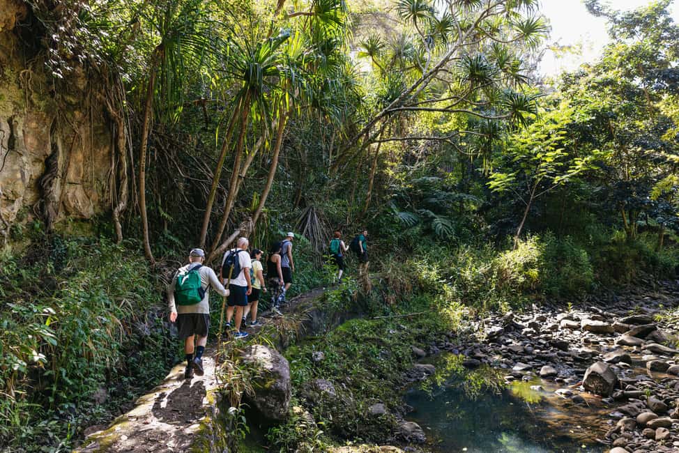 image n.11 of Maui: Rainforest Waterfalls Guided Hike with Picnic Lunch activity in Haiku, Hawaii, uploaded by supplier