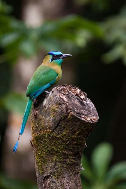 image n.51 of Carara National Park: Best Tour Carara National Park-One Day activity in Puntarenas Province, uploaded by supplier