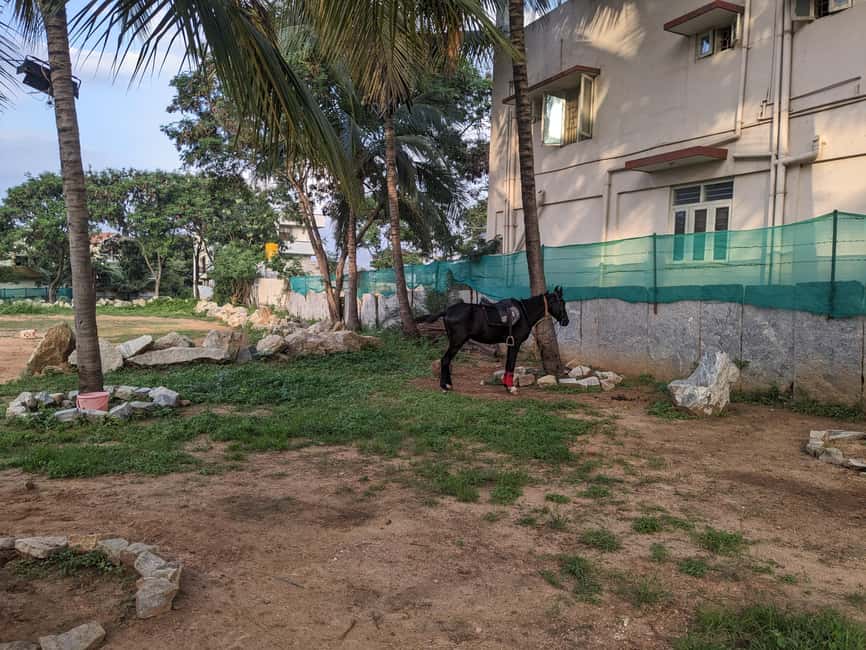 image n.7 of Bangalore: Horse Riding Safari Tour activity in Bangalore, uploaded by supplier