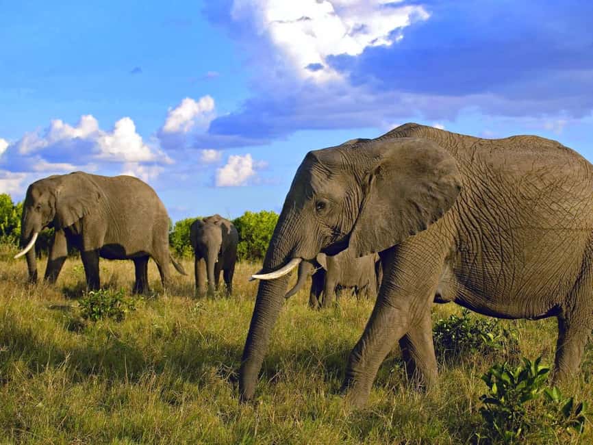 image n.5 of 5 Days Amboseli / Tsavo West & Tsavo East Safari activity in Coast Province, uploaded by supplier