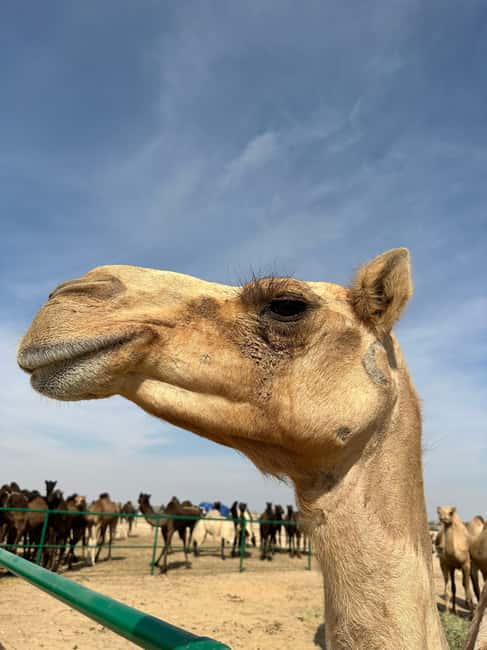 Immagine nº 41 di Avventura nel deserto di Wahiba , Nuoto nel Wadi Bani Khalid attività a Regione al-Sharqiyya, caricata dal fornitore