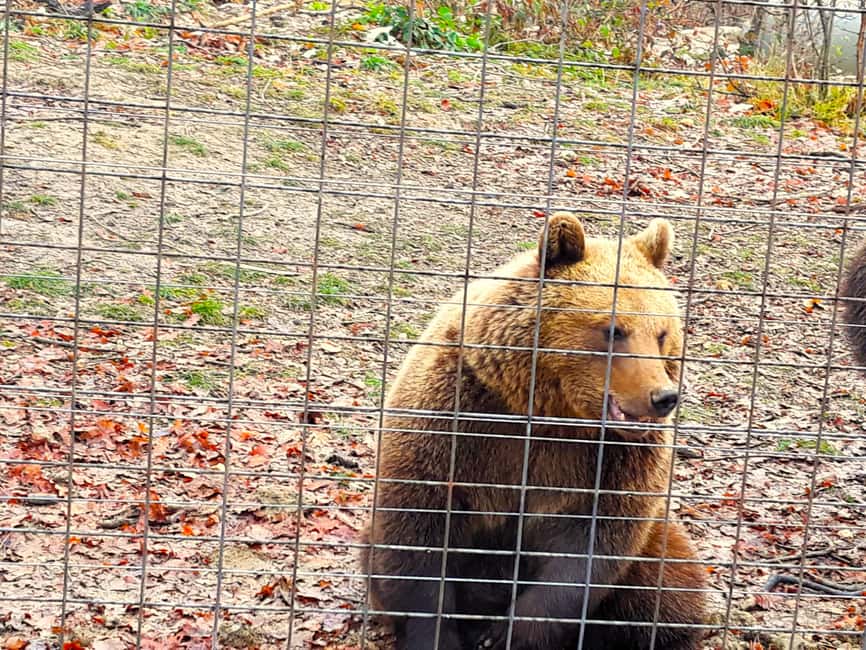 image n.3 of Legends&Wildlife Awaits: Dracula's Castle & Bear Sanctuary activity in Brasov, uploaded by supplier