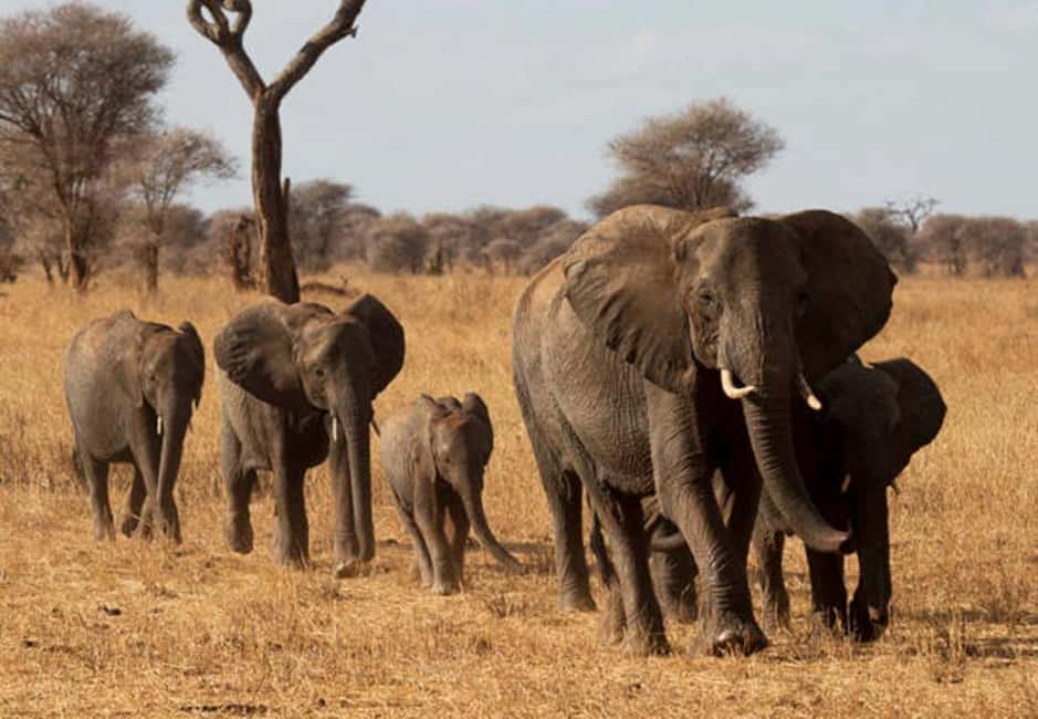 image n.4 of Best 1-day ngorongoro crater special big 5-Tanzania safari activity in Arusha (Region), uploaded by supplier