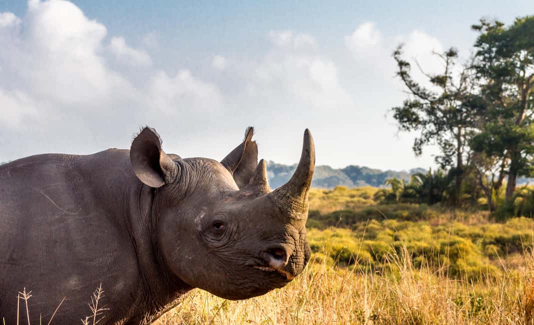 image n.24 of Hluhluwe-Imfolozi: Big 5 Full or Half-Day Safari activity in Hlabisa, uploaded by supplier
