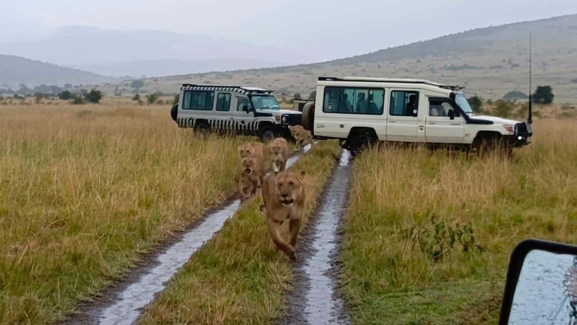 image n.3 of From Nairobi :3 days 2 nights Masai Mara Group 4WD Safari activity in Central Kenya, uploaded by supplier