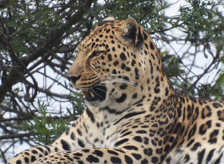 image n.9 of Plettenberg Bay: Wild Cat and Wildlife Guided Tour activity in Plettenberg Bay, uploaded by supplier